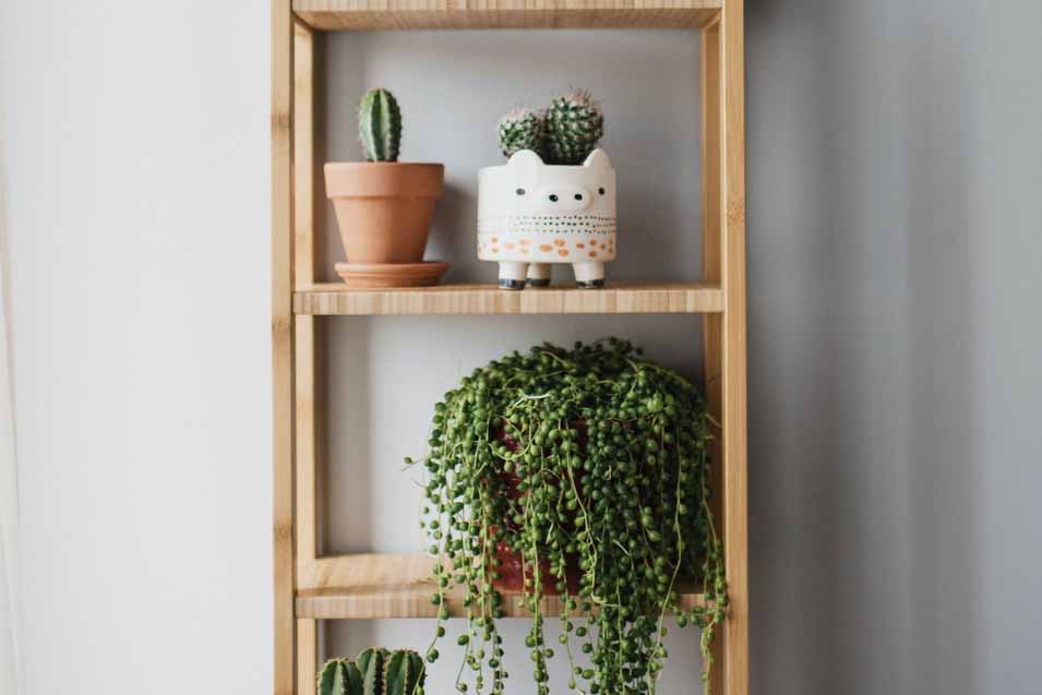 Reasons to add a plant wall to your home